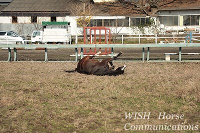 馬の幸せ風景