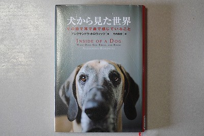 馬から見た世界