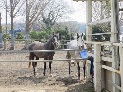 幸せな乗馬は幸せな馬から