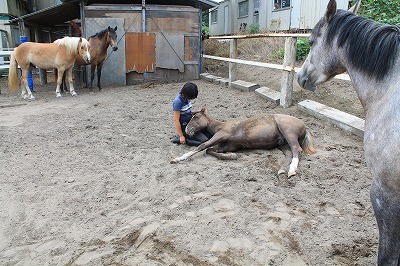 馬とのコミュニケーション