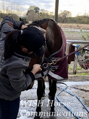 馬と愛情