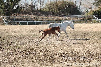 美しい子馬の走る姿