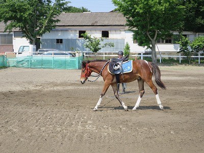 新馬調教　馬の習慣を作る