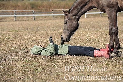 癒される乗馬