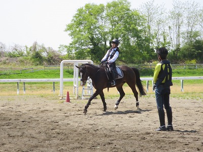 馬の真実を見る