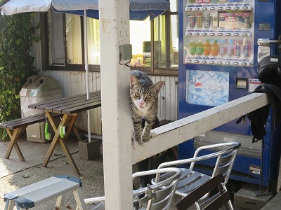 乗馬クラブの猫