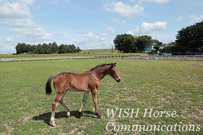 乗馬の子馬