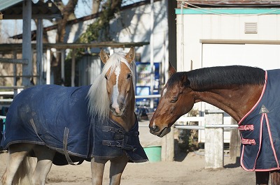 馬の会話