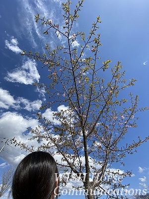 河津桜　庭