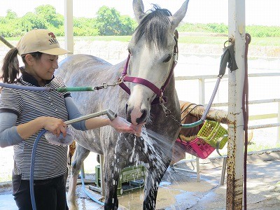 幸せな馬の手入れ