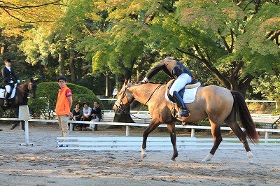 馬術競技会二日目