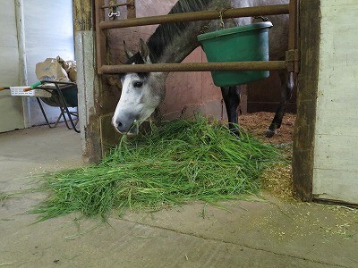 青々した牧草を食べる馬達