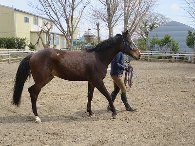 馬とバックでシンクロ