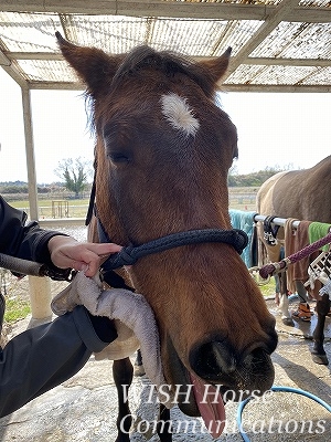 馬の表情