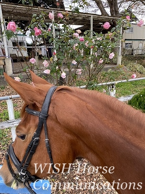 馬と花