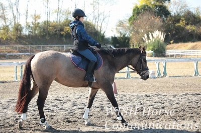 未来へつながる乗馬