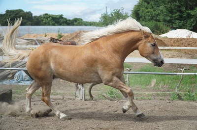 元気にはしゃぐ馬