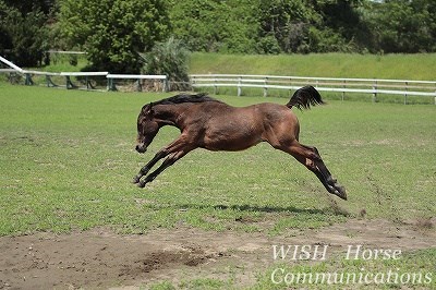 馬のウェルフェア