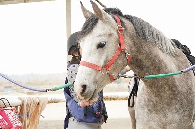 優しい上手な馬装