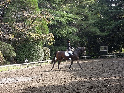 馬場馬術競技演技中