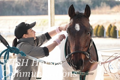 愛する乗馬