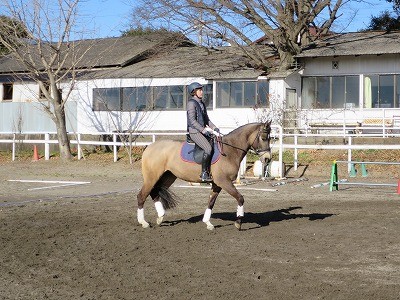 平和な乗馬クラブです