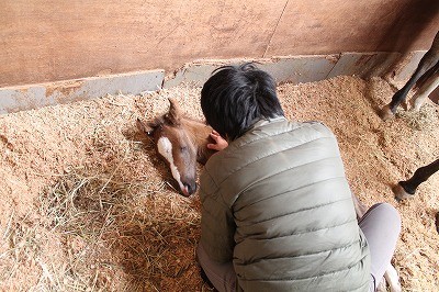 馬の刷り込み