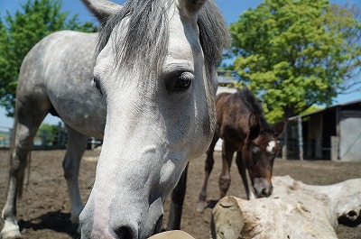 優しい最高の馬