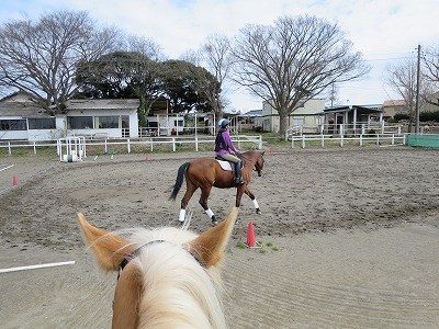 ウィッシュホースコミュニケーションズの乗馬