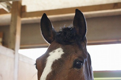 馬術競技会おつかれさま！