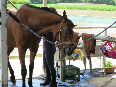 馬が幸せな乗馬