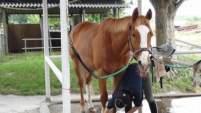 馬のぺろりんちょ顔