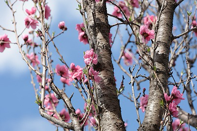桃の花