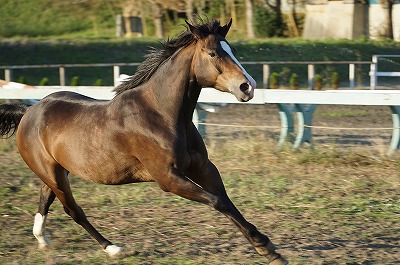 全身を使わせるのも馬の調教