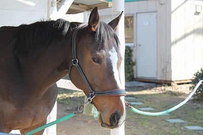 陽だまりの馬