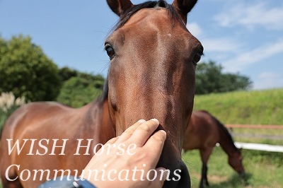 馬と仲良い乗馬