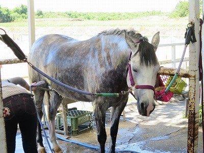 幸せな馬の手入れ