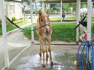 純血ハフリンガーの子馬