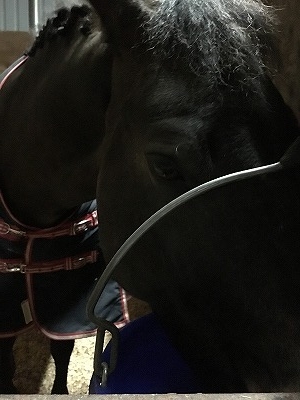 この馬が好きだからこの馬に優しく乗る