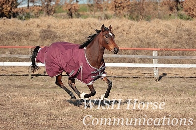 元気に走る馬