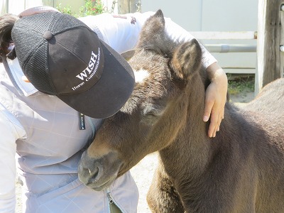 馬と仲良くなる馬術を極める