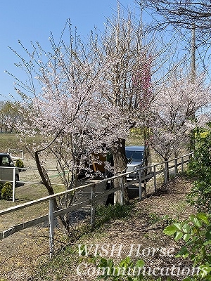 桜