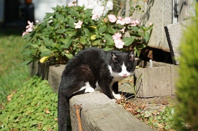 乗馬クラブの陽だまりのネコ