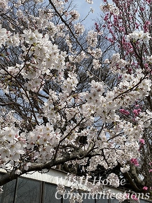 お花見乗馬