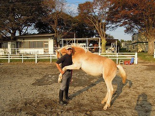 馬と踊ろう！