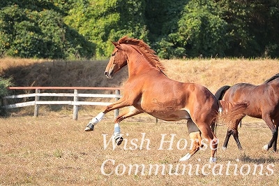 踊る馬