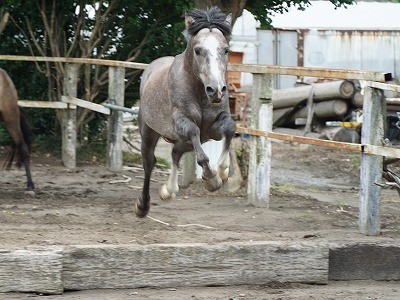 よく調教された馬達