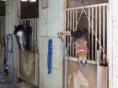 新馬調教　馬をよく観察