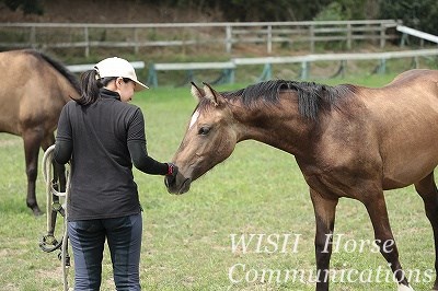 馬に好かれる乗馬
