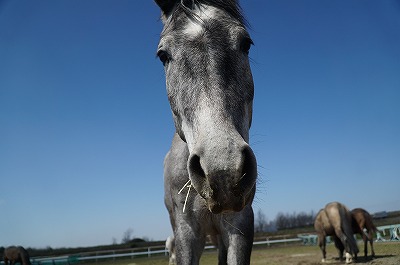 優しい馬